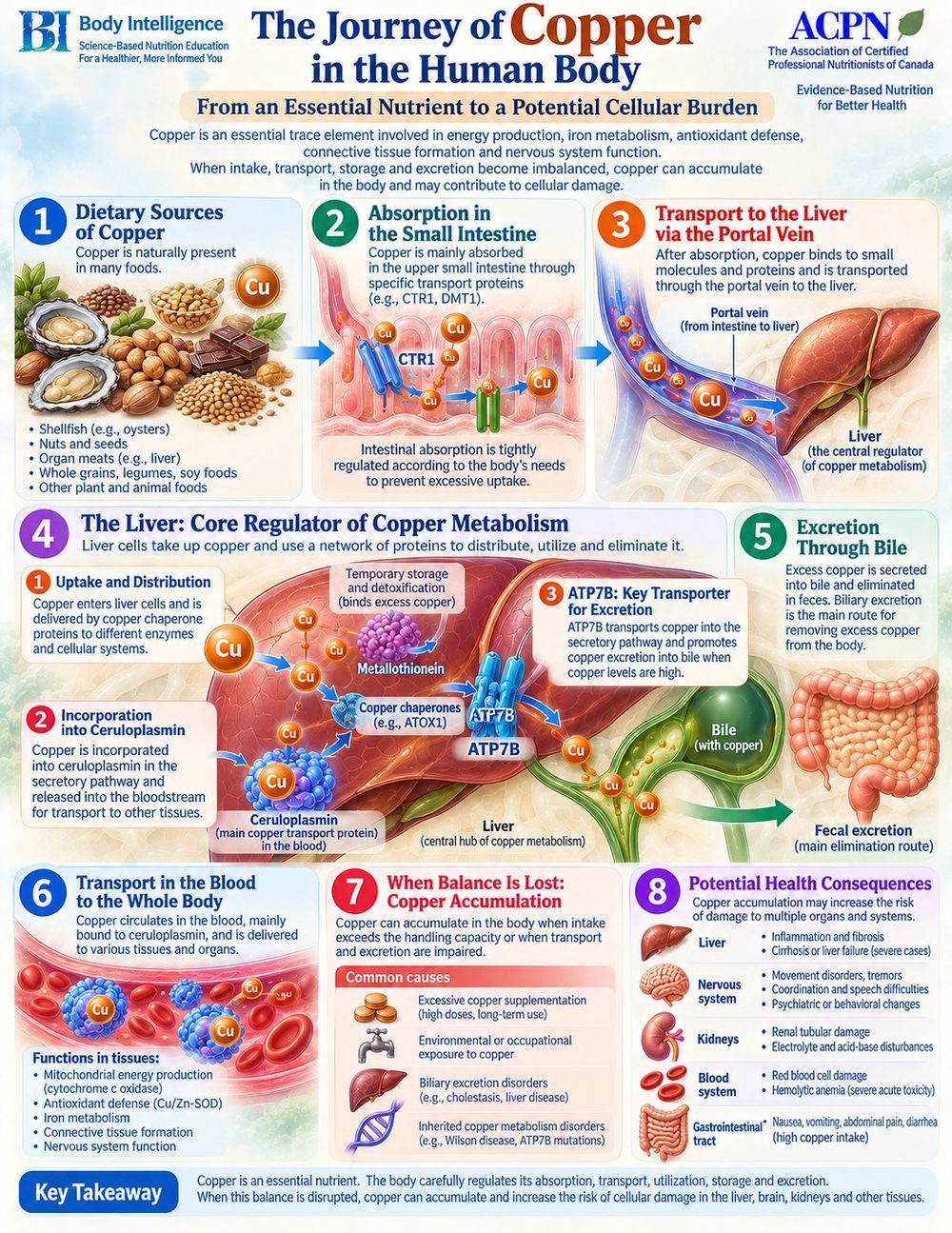The Journey of Copper in the Human Body
