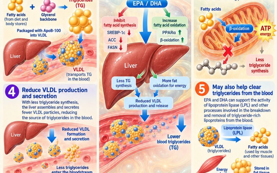 Why Does Fish Oil Lower Triglycerides?